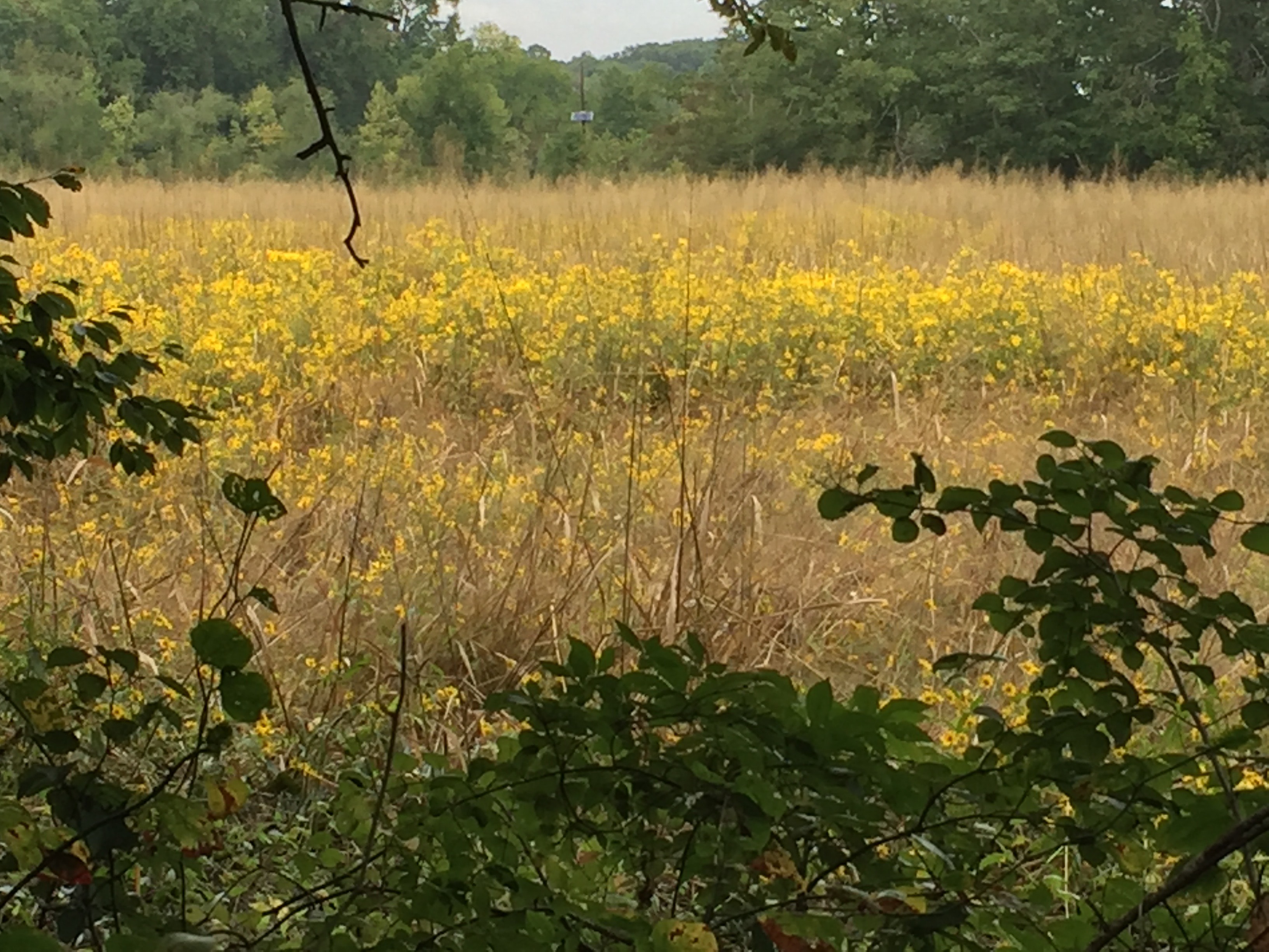 Native plants at Old Pine Farm